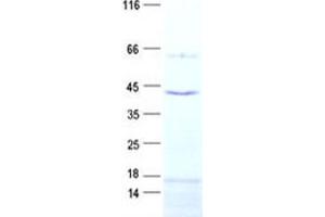 Validation with Western Blot