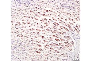 Paraformaldehyde-fixed, paraffin embedded mouse stomach, Antigen retrieval by boiling in sodium citrate buffer (pH6. (UNC5B anticorps  (AA 188-260))