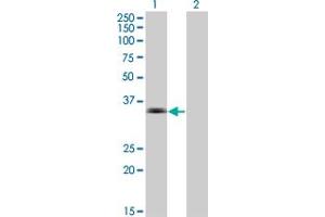 Western Blot analysis of MSI2 expression in transfected 293T cell line by MSI2 monoclonal antibody (M16), clone 2D7. (MSI2 anticorps  (AA 1-328))