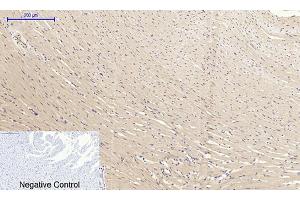 Immunohistochemical analysis of paraffin-embedded rat heart tissue.