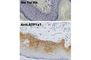 Immunohistochemistry (IHC) image for anti-Sodium Potassium ATPase, alpha1 (ATP1A1) (N-Term) antibody (ABIN7272975) (ATP1A1 anticorps  (N-Term))