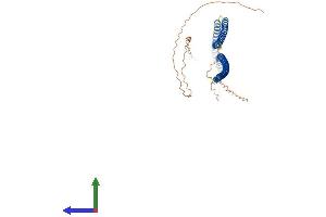 AlphaFold protein structure predicition of Mouse Recombinant Krt16 Protein, UniprotID Q9Z2K1
