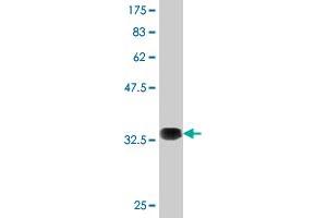 Western Blot detection against Immunogen (36. (AMPD2 anticorps  (AA 86-185))