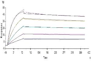 Human CDCP1, His Tag captured on CM5 Chip via anti-His antibody can bind Anti-CDCP1 Antibody, hFc Tag with an affinity constant of 0.