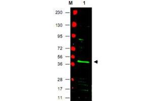 Western blot using PPARG polyclonal antibody  shows detection of PPARG protein in a mouse NIH/3T3 whole cell lysate (Lane 1 arrowhead). (PPARG anticorps  (N-Term))