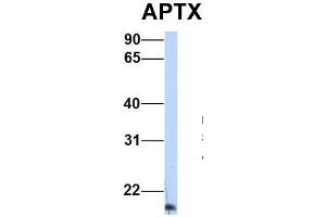 Host:  Rabbit  Target Name:  APTX  Sample Type:  Human HepG2  Antibody Dilution:  1. (Aprataxin anticorps  (Middle Region))
