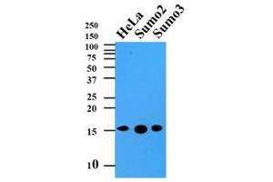Western Blotting (WB) image for anti-Small Ubiquitin Related Modifier 2 (SUMO2) (AA 1-93), (N-Term) antibody (ABIN492387) (SUMO2 anticorps  (N-Term))