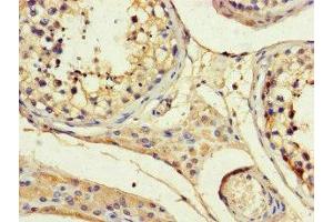 Immunohistochemistry of paraffin-embedded human testis tissue using ABIN7144100 at dilution of 1:100 (ANGPTL1 anticorps  (AA 24-289))