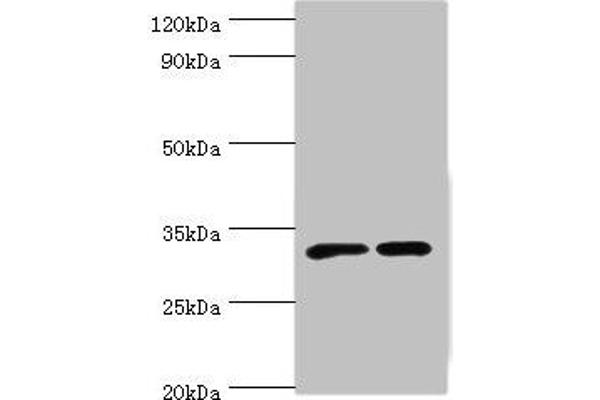 SLC25A15 anticorps  (AA 1-301)