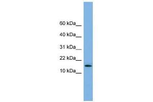 Western Blot showing SPA17 antibody used at a concentration of 1-2 ug/ml to detect its target protein.