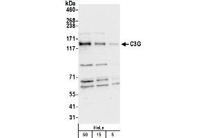 Western Blotting (WB) image for anti-Rap Guanine Nucleotide Exchange Factor (GEF) 1 (RAPGEF1) (AA 50-100) antibody (ABIN7450055)