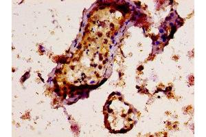 IHC image of ABIN7171577 diluted at 1:300 and staining in paraffin-embedded human testis tissue performed on a Leica BondTM system.