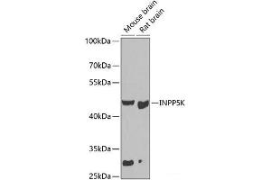 Western blot analysis of extracts of various cell lines using INPP5K Polyclonal Antibody at dilution of 1:1000. (INPP5K anticorps)