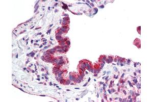 Anti-MICU1 / CBARA1 antibody IHC staining of human lung, respiratory epithelium. (MICU1 anticorps  (AA 113-126))