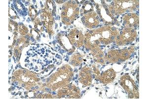 ADH4 antibody was used for immunohistochemistry at a concentration of 4-8 ug/ml to stain Epithelial cells of renal tubule (arrows) in Human Kidney. (ADH4 anticorps)