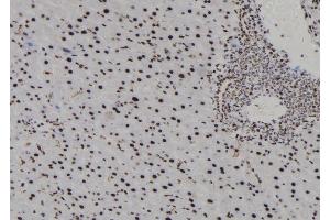 ABIN6278020 at 1/100 staining Mouse liver tissue by IHC-P. (H3F3B anticorps  (N-Term))