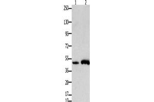 Western Blotting (WB) image for anti-Forkhead Box L2 (FOXL2) antibody (ABIN2431359) (FOXL2 anticorps)