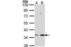 Image no. 2 for anti-Prostaglandin E Synthase 2 (PTGES2) (AA 106-313) antibody (ABIN467562) (PTGES2 anticorps  (AA 106-313))