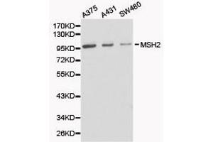 Western Blotting (WB) image for anti-Mismatch Repair Protein 2 (MSH2) antibody (ABIN1873751)