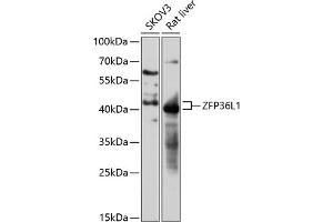 Western blot analysis of extracts of various cell lines, using ZFP36L1 antibody (ABIN7271431) at 1:3000 dilution. (ZFP36L1 anticorps  (AA 1-338))