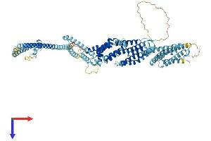 AlphaFold protein structure predicition of Human Recombinant COG2 Protein, UniprotID Q14746