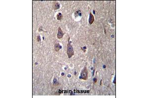 PCDHB12 Antibdy (C-term) (ABIN656265 and ABIN2845578) immunohistochemistry analysis in formalin fixed and paraffin embedded human brain tissue followed by peroxidase conjugation of the secondary antibody and DAB staining. (PCDHB12 anticorps  (C-Term))