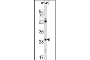 CLDN1 Antibody (Loop1) (ABIN390289 and ABIN2840728) western blot analysis in A549 cell line lysates (35 μg/lane).