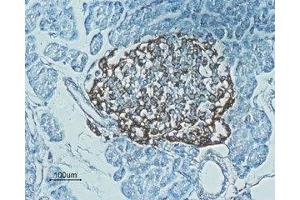 Expression of Glucagon-like peptide 1 receptor in rat pancreas - Immunohistochemical staining of rat pancreas paraffin embedded sections using Anti-GLP1R (extracellular) Antibody (ABIN7043219, ABIN7044406 and ABIN7044407), (1:100).