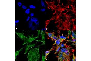 Immunocytochemistry/Immunofluorescence analysis using Mouse Anti-VAChT Monoclonal Antibody, Clone S6-38 (ABIN1027709).