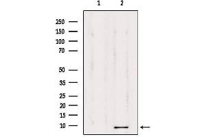 Western blot analysis of extracts from 293, using TMSB4X Antibody. (TMSB4X anticorps  (N-Term))