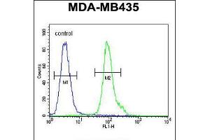 Flow cytometric analysis of MDA-MB435 cells (right histogram) compared to a negative control cell (left histogram). (NPM3 anticorps  (N-Term))