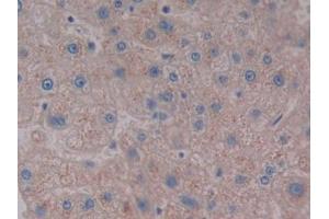 DAB staining on IHC-P; Samples: Human Liver Tissue (NPS anticorps  (AA 29-88))