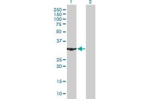 Western Blot analysis of ANXA5 expression in transfected 293T cell line by ANXA5 MaxPab polyclonal antibody.