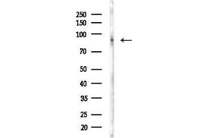 anti-Furin (Paired Basic Amino Acid Cleaving Enzyme) (FURIN) (N-Term) antibody
