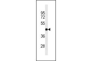 GJC2 Antibody (N-term) ABIN1538736 western blot analysis in A549 cell line lysates (35 μg/lane). (GJC2 anticorps  (N-Term))