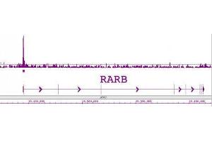 LXR-β pAb tested by ChIP-Chip.