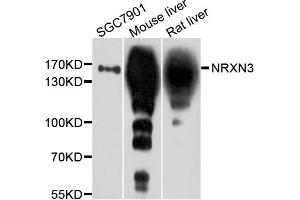 Western blot analysis of extracts of various cell lines, using NRXN3 antibody. (Neurexin 3 anticorps)