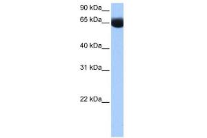 NSUN6 antibody used at 0. (NSUN6 anticorps  (N-Term))