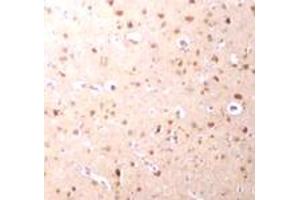 Immunohistochemical staining of human brain tissue with 2. (NANOS3 anticorps  (C-Term))