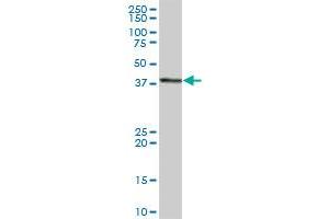 GTF2H2 MaxPab polyclonal antibody.