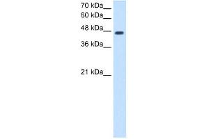 NDRG1 antibody used at 2. (NDRG1 anticorps  (N-Term))