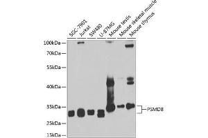 Western blot analysis of extracts of various cell lines, using PSMD8 antibody (ABIN6129443, ABIN6146347, ABIN6146348 and ABIN6222706) at 1:1000 dilution. (PSMD8 anticorps  (AA 101-350))