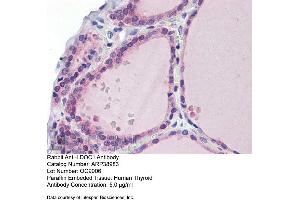 Immunohistochemistry with Human Thyroid lysate tissue at an antibody concentration of 5. (LDOC1 anticorps  (N-Term))