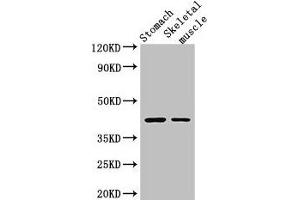 Western Blot Positive WB detected in: Mouse stomach tissue, Mouse skeletal muscle tissue All lanes: AGTR1 antibody at 3 μg/mL Secondary Goat polyclonal to rabbit IgG at 1/50000 dilution Predicted band size: 42 kDa Observed band size: 42 kDa (Angiotensin II Type-1 Receptor anticorps  (AA 306-356))