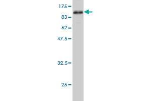 Western Blot detection against Immunogen (89.