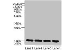 Western blot All lanes: PLGRKT antibody at 6 μg/mL Lane 1: A431 whole cell lysate Lane 2: Mouse lung tissue Lane 3: NIH/3T3 whole cell lysate Lane 4: U251 whole cell lysate Secondary Goat polyclonal to rabbit IgG at 1/10000 dilution Predicted band size: 18 kDa Observed band size: 18 kDa (PLGRKT anticorps  (AA 1-147))