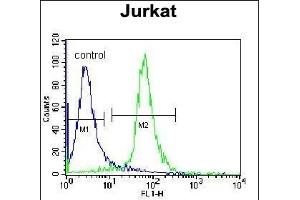 RBM14 Antibody (C-term) (ABIN655499 and ABIN2845015) flow cytometric analysis of Jurkat cells (right histogram) compared to a negative control cell (left histogram). (RBM14 anticorps  (C-Term))