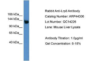 WB Suggested Anti-Lrp8 Antibody Titration: 0.
