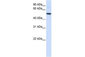 ENTPD8 antibody used at 1 ug/ml to detect target protein. (ENTPD8 anticorps  (N-Term))