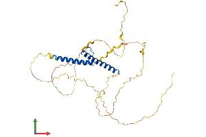 AlphaFold protein structure predicition of Mouse Recombinant Tal1 Protein, UniprotID P22091